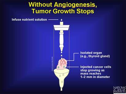 Without Angiogenesis, Tumor Growth Stops