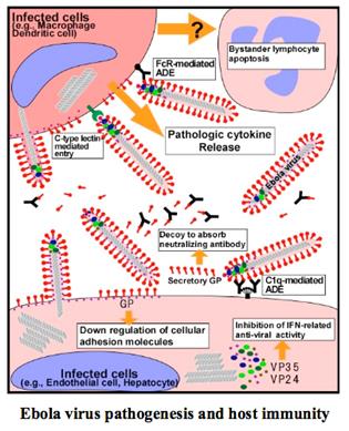 http://2.bp.blogspot.com/-cQ0Ru8xWFoA/UJ087Ic70zI/AAAAAAAANoY/IasRoytrdCU/s1600/ebola+life+cycle+and+pathogenicity.png